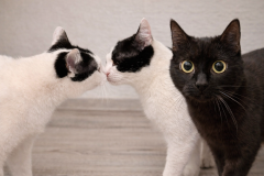 Ella (schwarz), Emma und Elsa