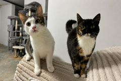 Findus & Mausi