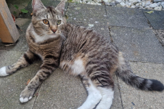 Eli-Kater