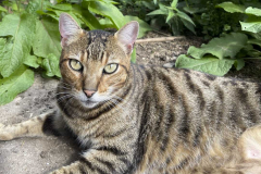 Leo Bengalmix