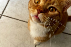 Roter-Kater