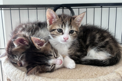 3 Kitten vom Hof